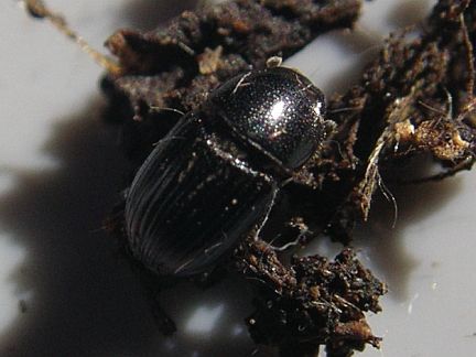 Otophorus haemorrhoidalis