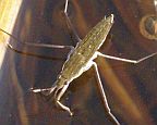 Water Strider