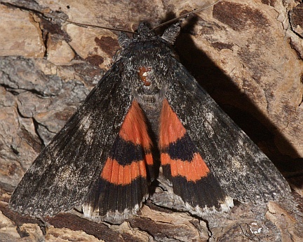 Briseis Underwing
