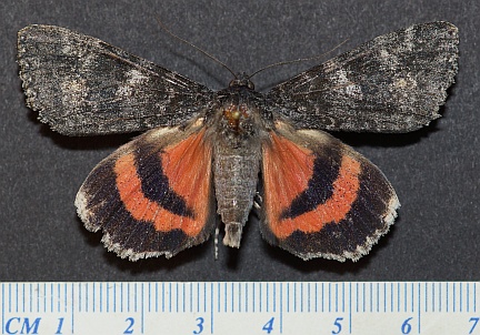 Briseis Underwing