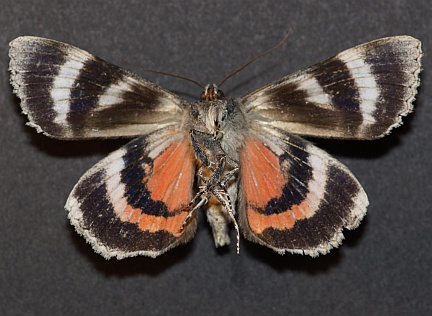 Briseis Underwing - ventral