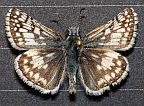 Checkered Skipper