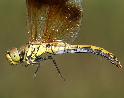 Western Meadowhawk