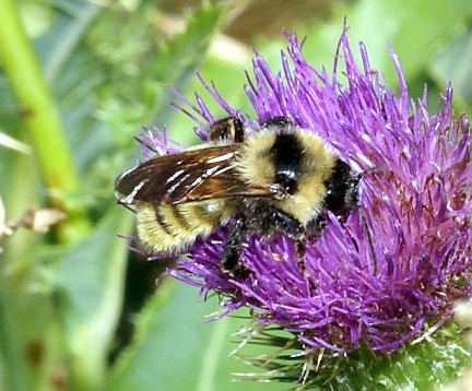 Golden Northern Bumble Bee