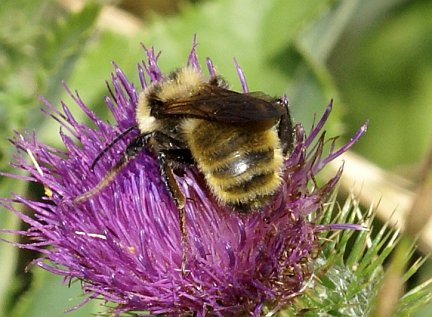 Golden Northern Bumble Bee