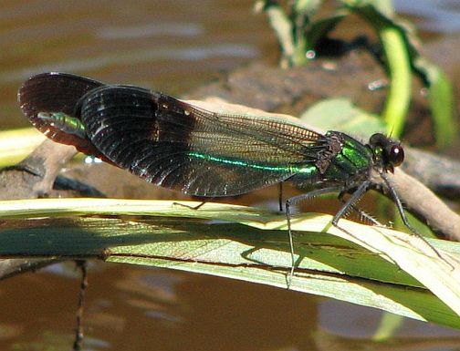 River Jewelwing