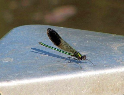 River Jewelwing