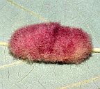 Woolly Oak Gall Wasp