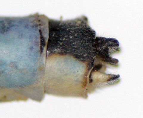 Marsh Bluet - side view of male claspers