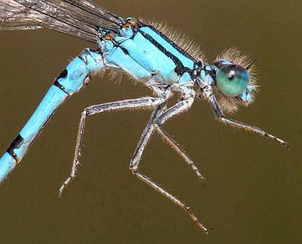 Marsh Bluet - side view of male thorax
