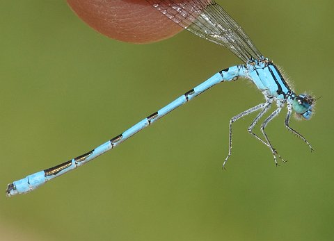 Marsh Bluet - male