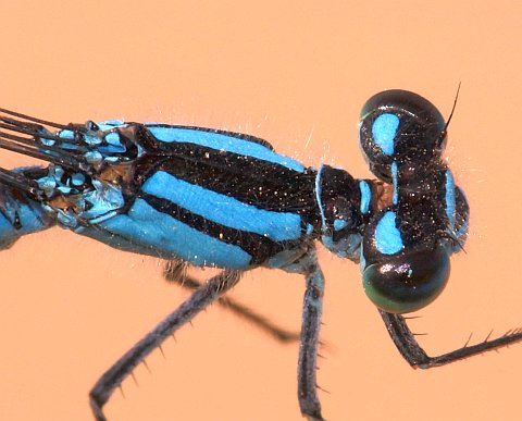 Marsh Bluet - top view of thorax (male)