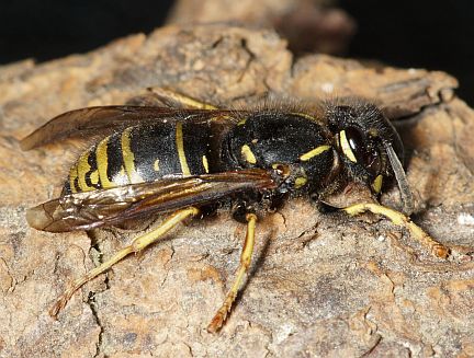 Forest Yellowjacket