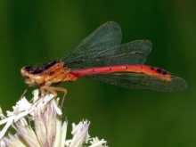 Weestern Red Damsel
