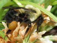 Bombus griseocollis