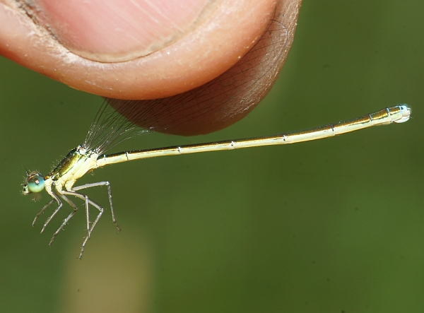 Sedge Sprite - female