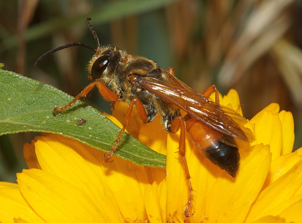Great Northern Digger Wasp