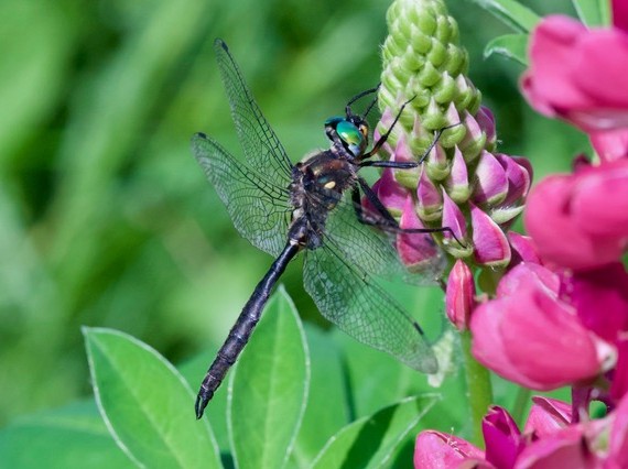 Ocellated Emerald