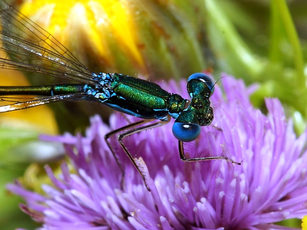 Sedge Sprite - male - note no post-ocular spots
