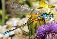 Sedge Sprite