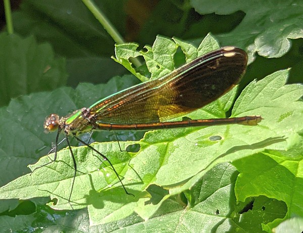 River Jewelwing