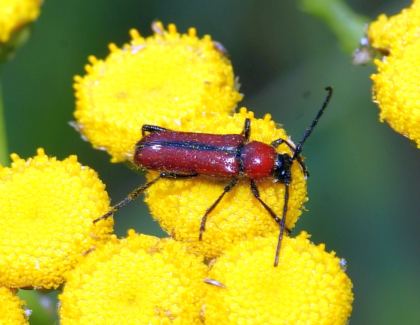 Batyle suturalis