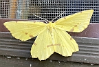 Crocus Geometer