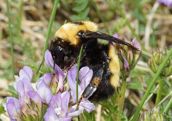 Nevada Bumble Bee