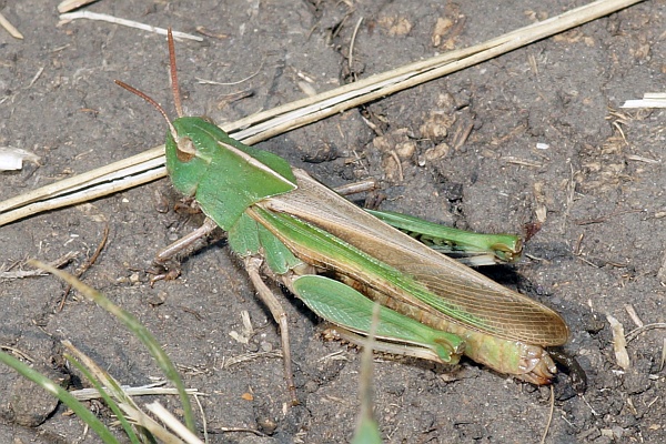 Northern Green-striped Grasshopper