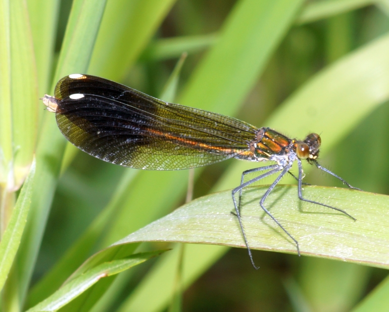A female River Jewelwing