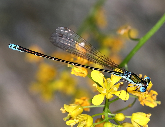 Sedge Sprite