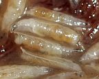Fruit Fly Larvae