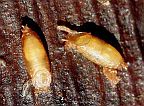 Fruit Fly Pupa