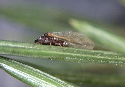 Cooley Spruce Gall Adelgid